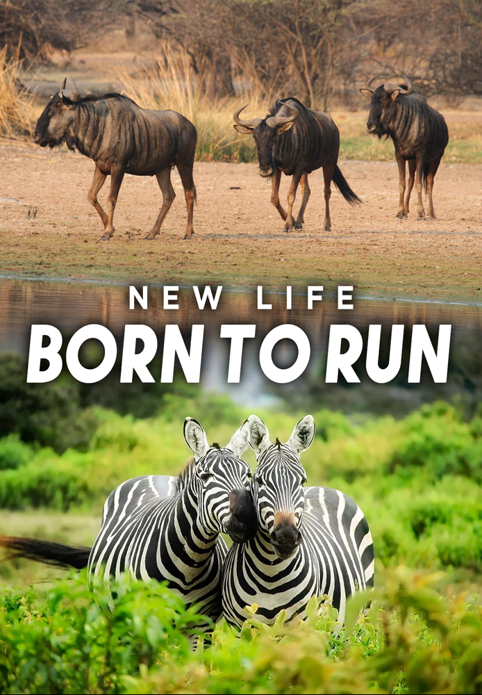 New Life: Born to Run