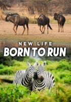 New Life: Born to Run