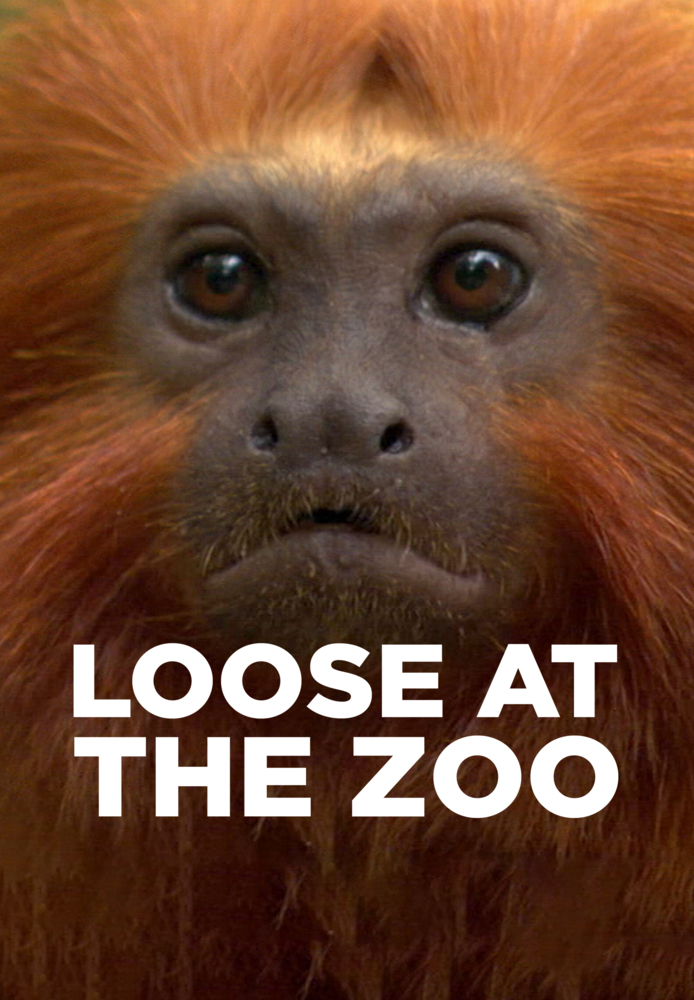 Loose at the Zoo