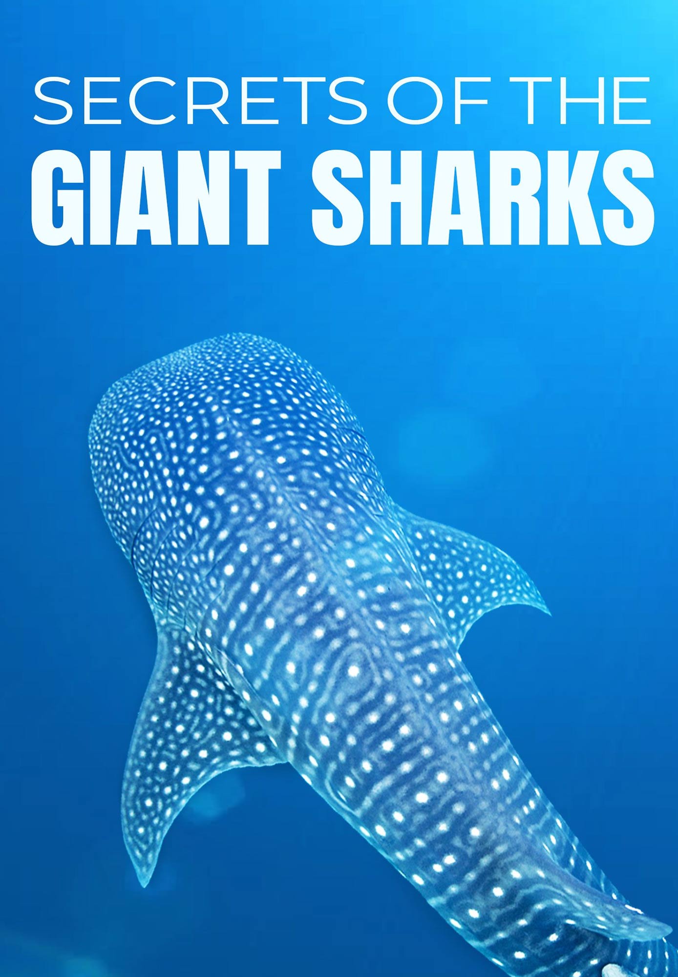 Secrets of the Giant Sharks
