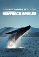 In the Feeding Grounds of the Humpback Whales