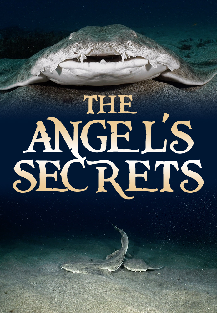 The Angel's Secret