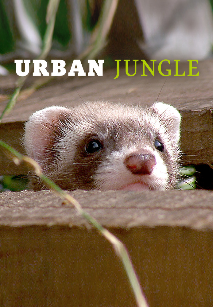 Urban Jungle