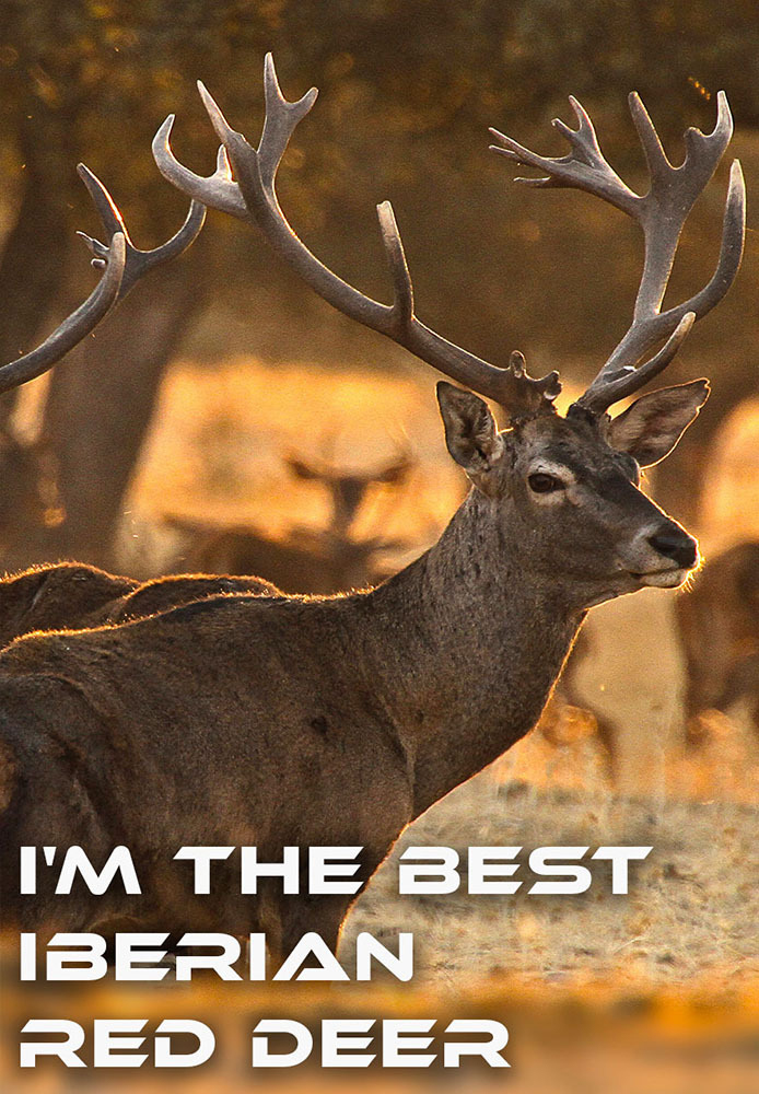 I'm the Best Iberian Red Deer