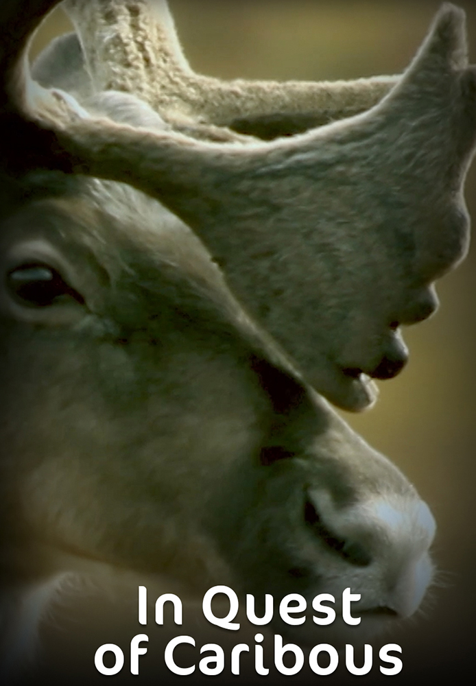 In Quest of Caribous