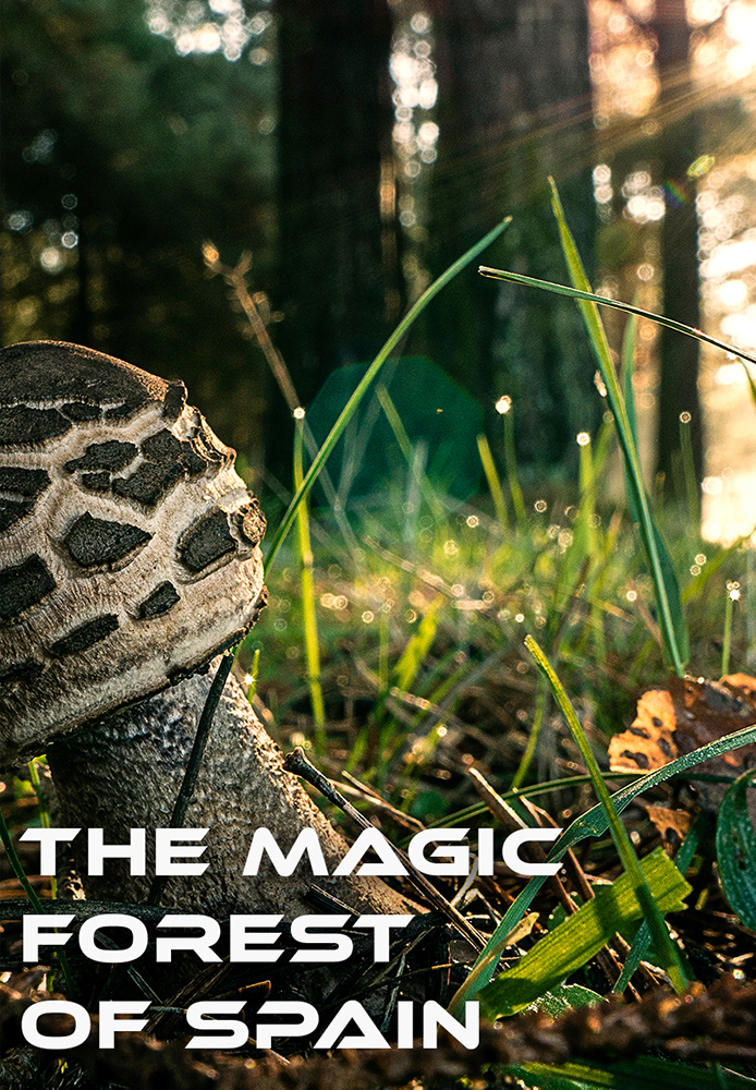 The Magic Forest of Spain
