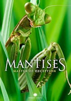 Mantises - Masters of Deception