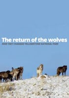 Return of the Wolves