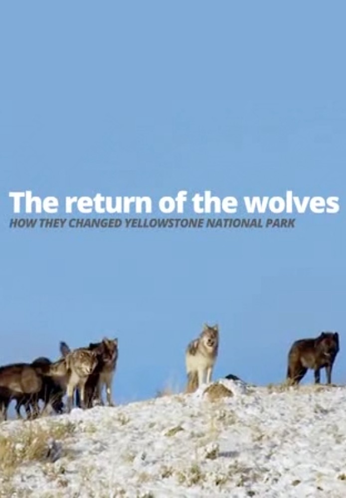 Return of the Wolves