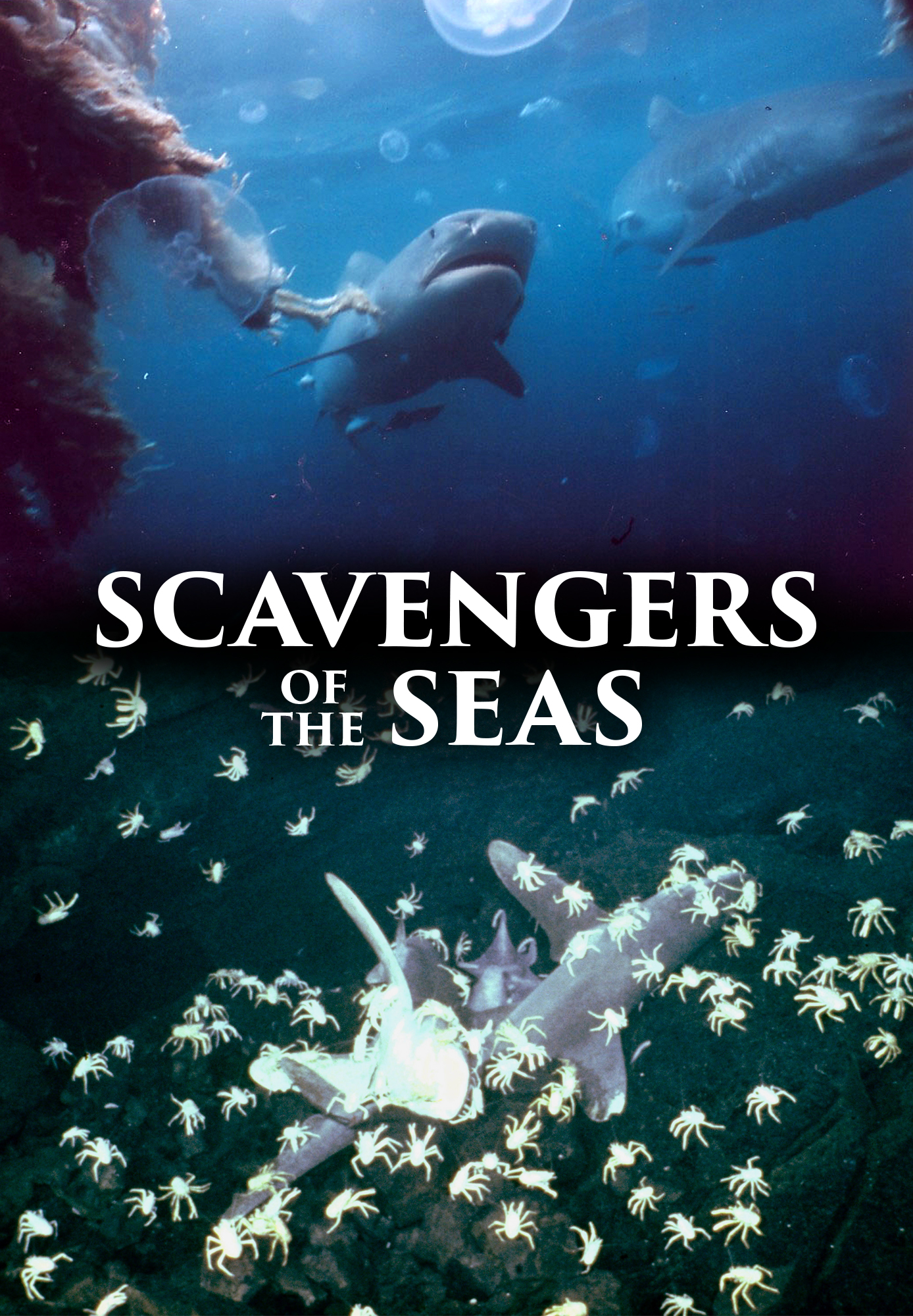 Sharks, Scavengers of the Seas