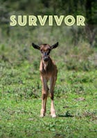 Survivor (PBS)