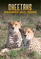 Cheetahs Against All Odds