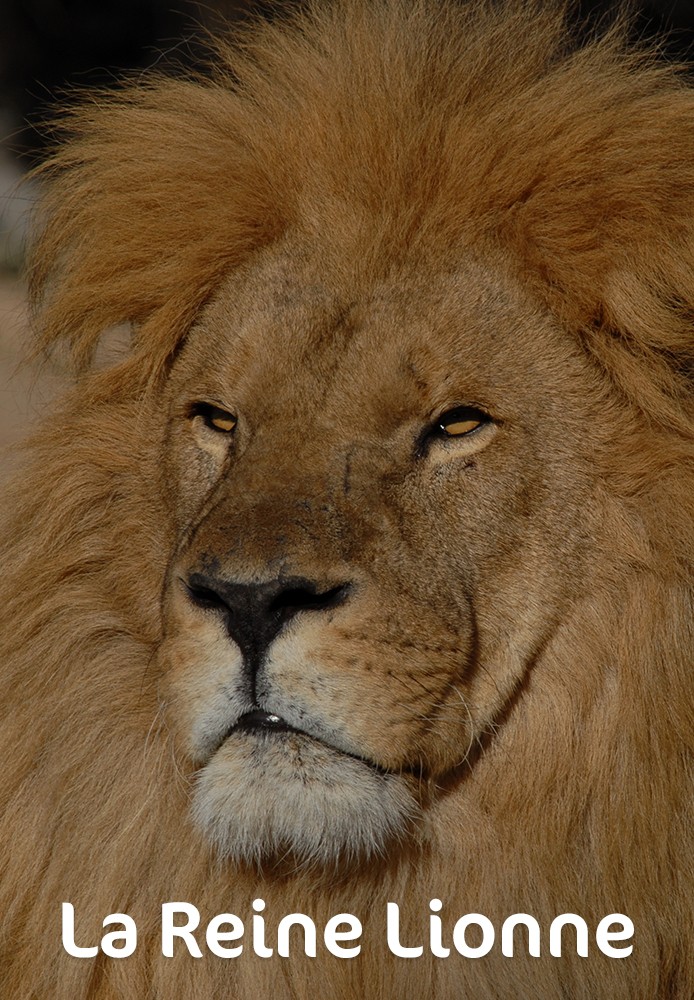 La Reine Lionne FR