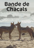 Bande De Chacals FR