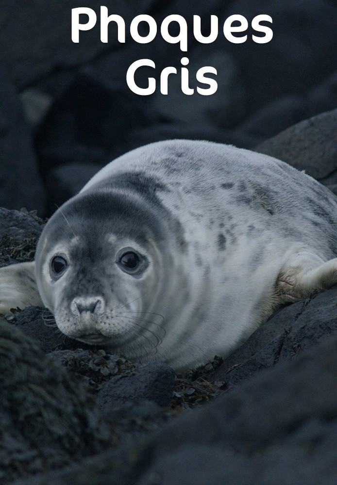 Phoques Gris FR