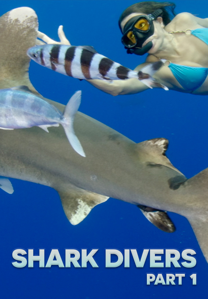 Shark Divers Part 1