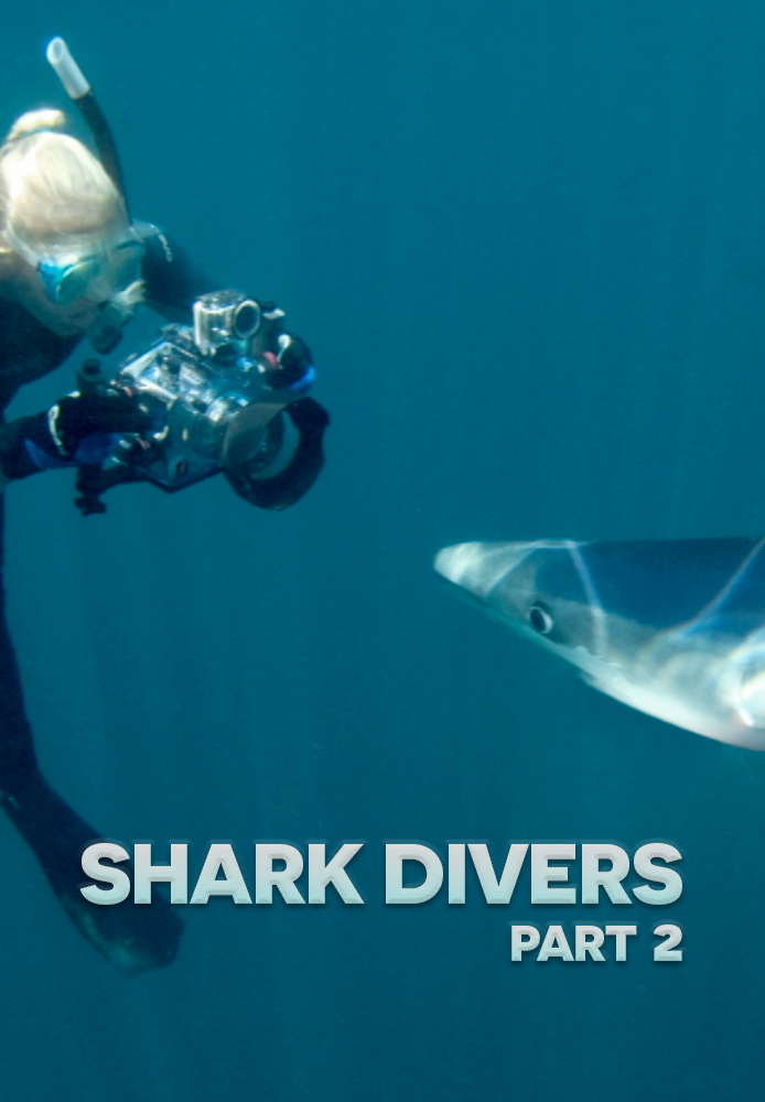 Shark Divers Part 2