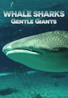 Whale Sharks…Gentle Giants