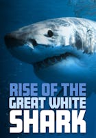 Rise of the Great White Shark