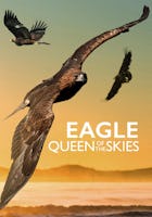 Eagle - Queen of the Skies