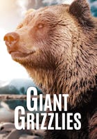 Giant Grizzlies