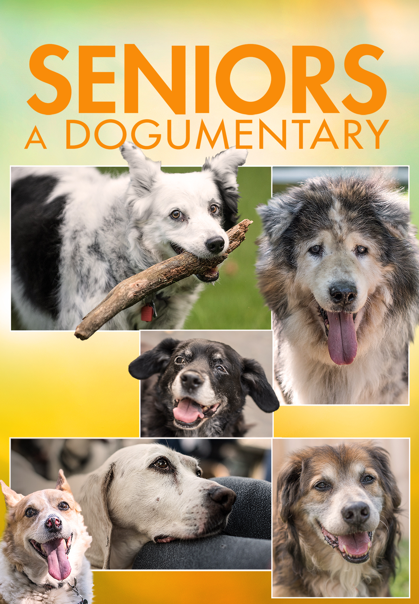 Seniors: A Dogumentary