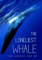 The Loneliest Whale