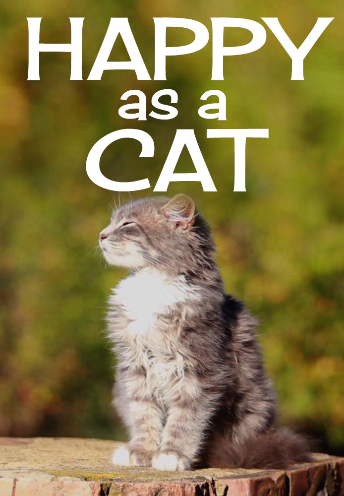 Happy as a Cat