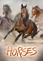 Horses (Ride Around The World)