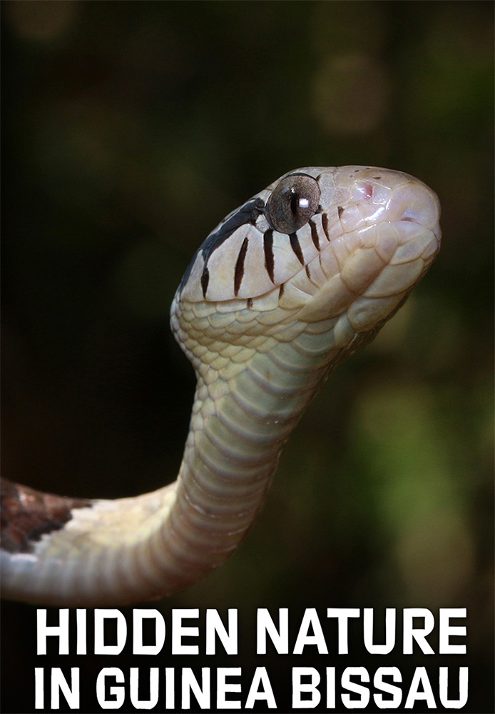 Hidden Nature in Guinea Bissau