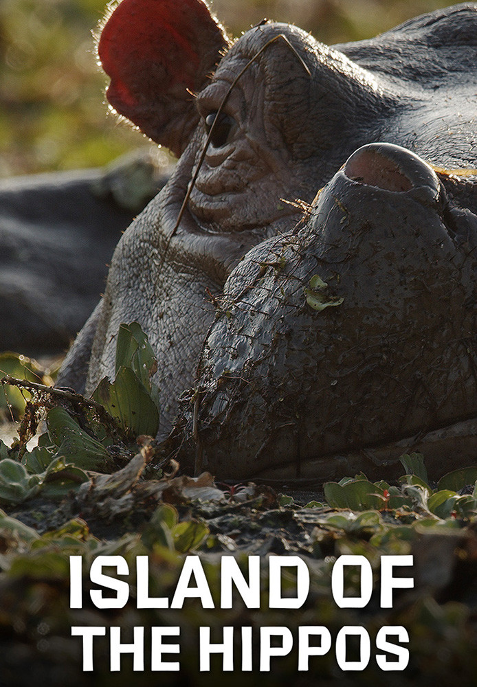 Island of the Hippos