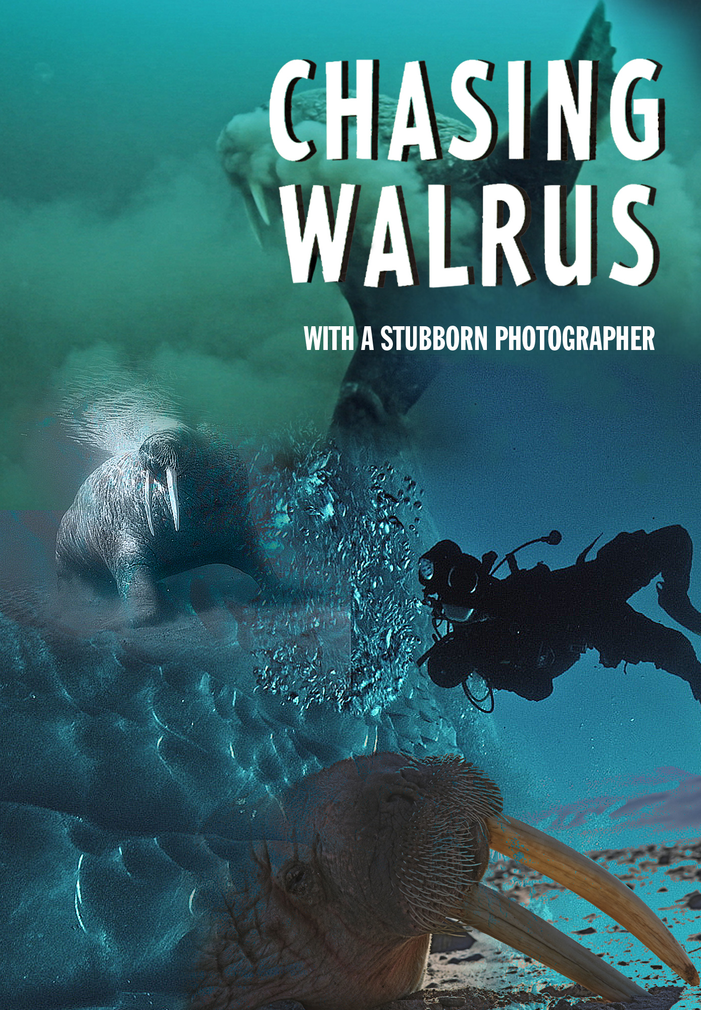 Chasing Walrus (With A Stubborn Photographer)