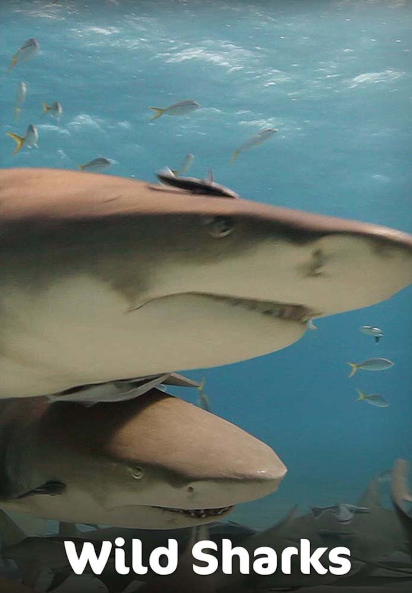Wild Sharks