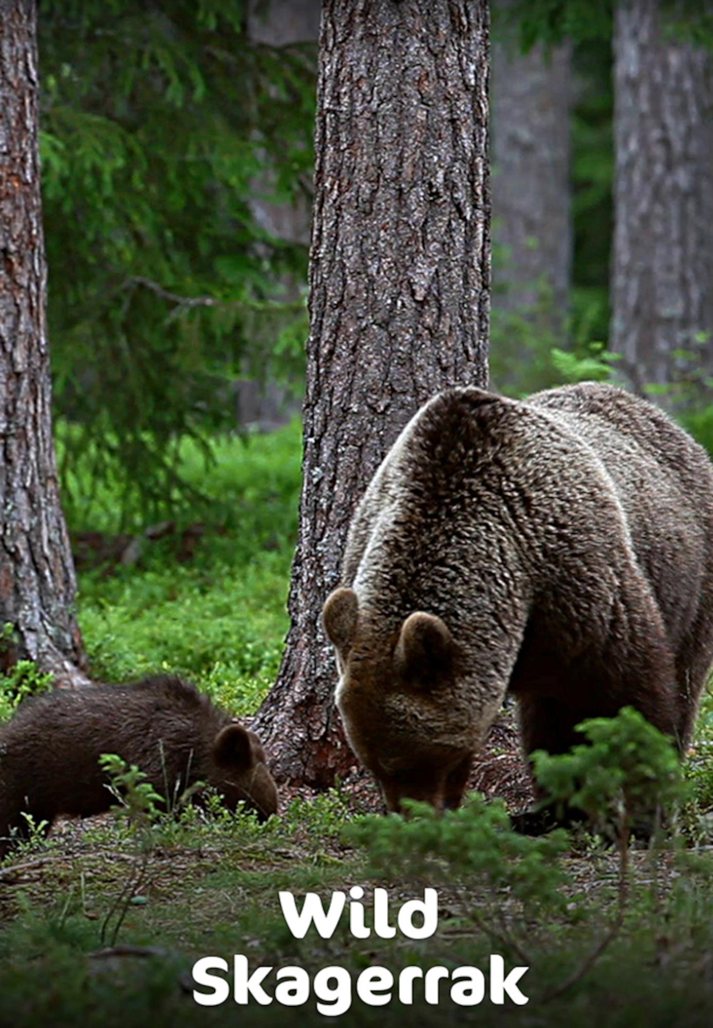 Wild Skagerrak