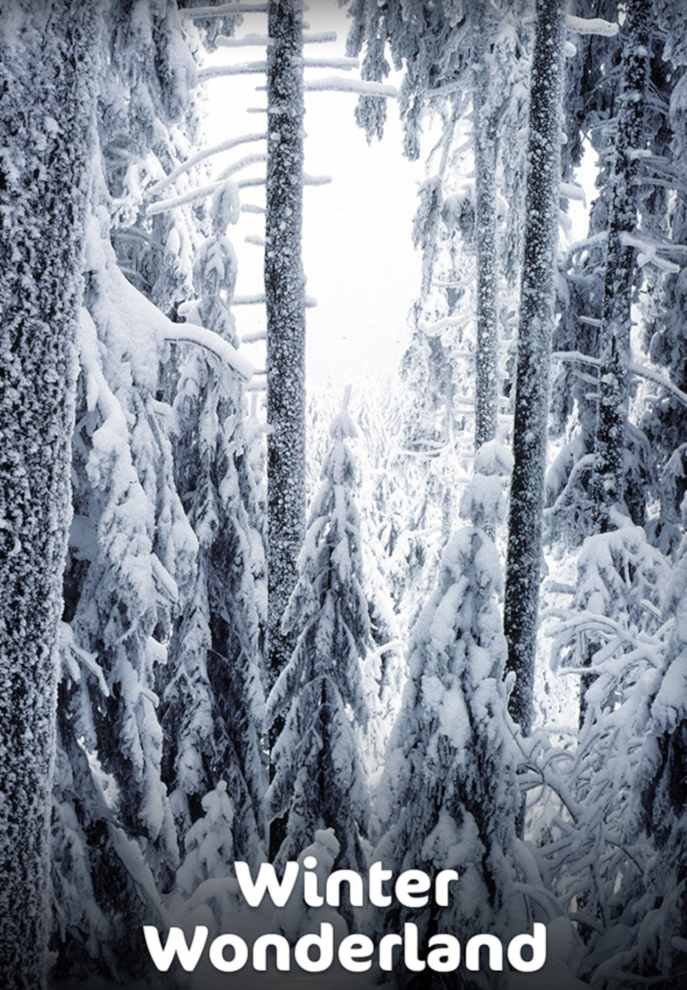 Winter Wonderland