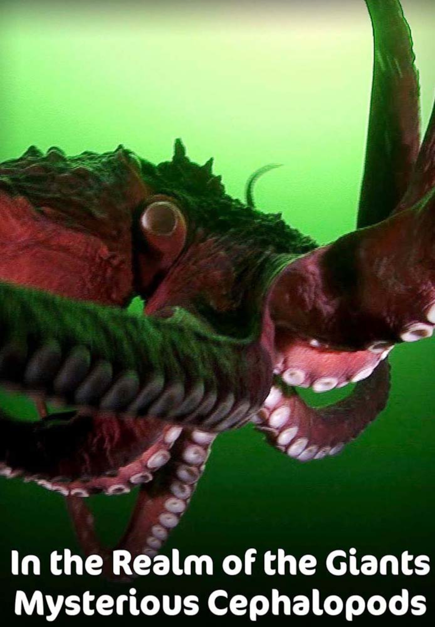 In the Realm of the Giants - Mysterious Cephalopods