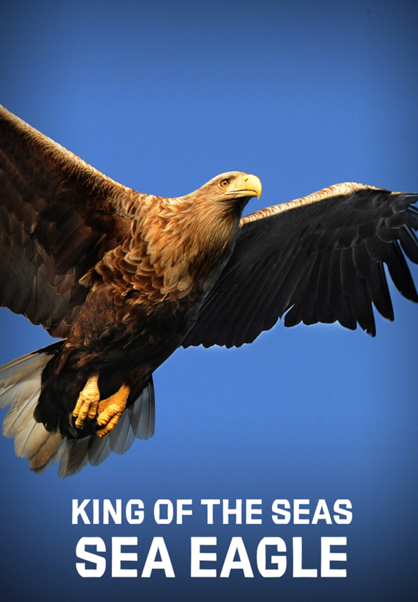 King of the Seas, Sea Eagle