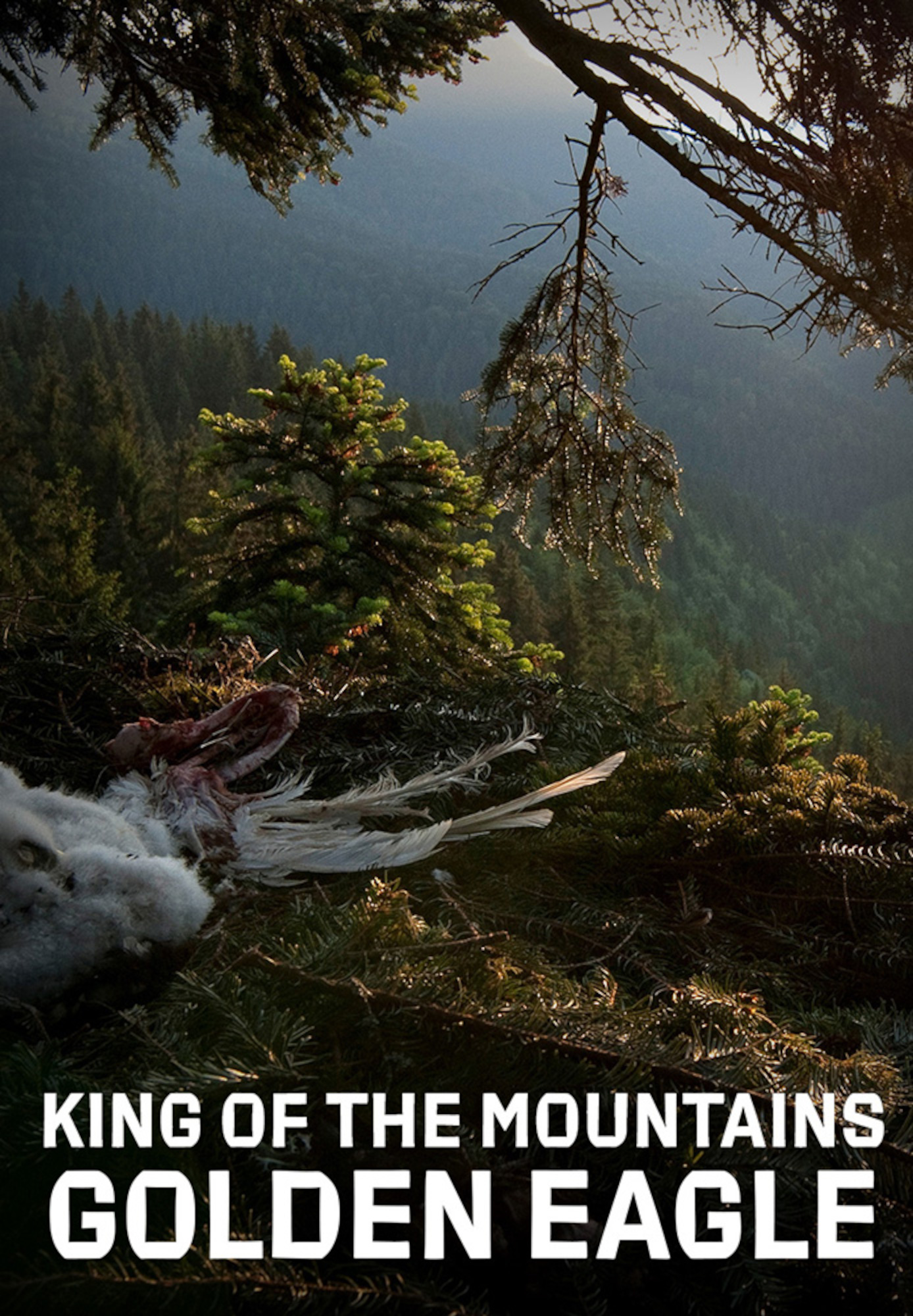 King of the Mountains, Golden Eagle