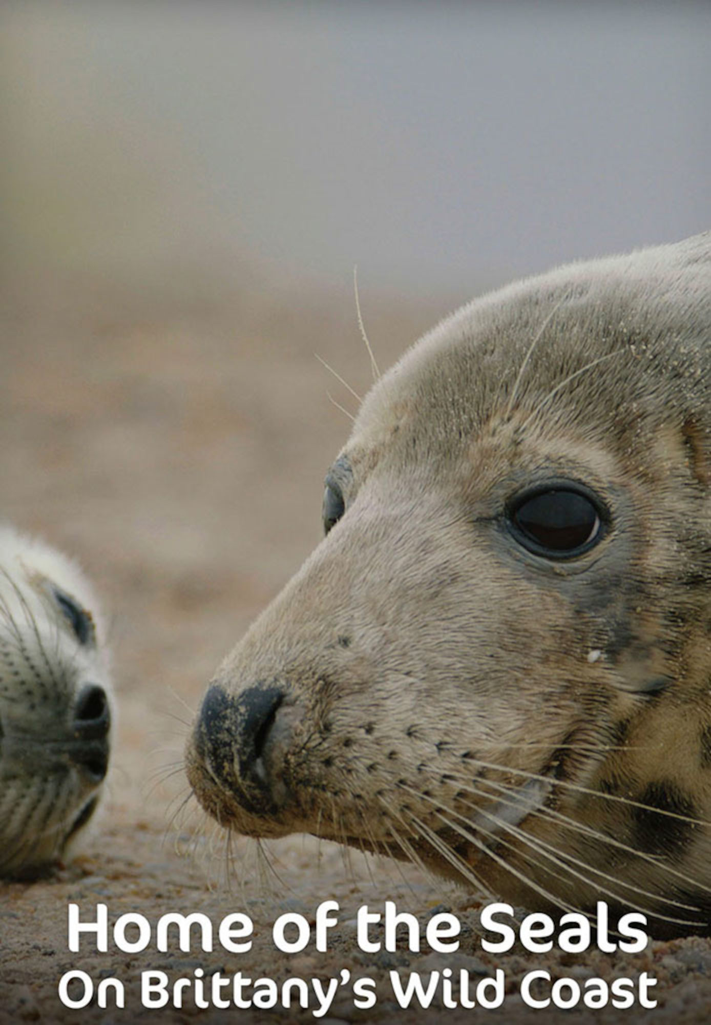 Home of the Seals: On Brittanny's Wild Coast