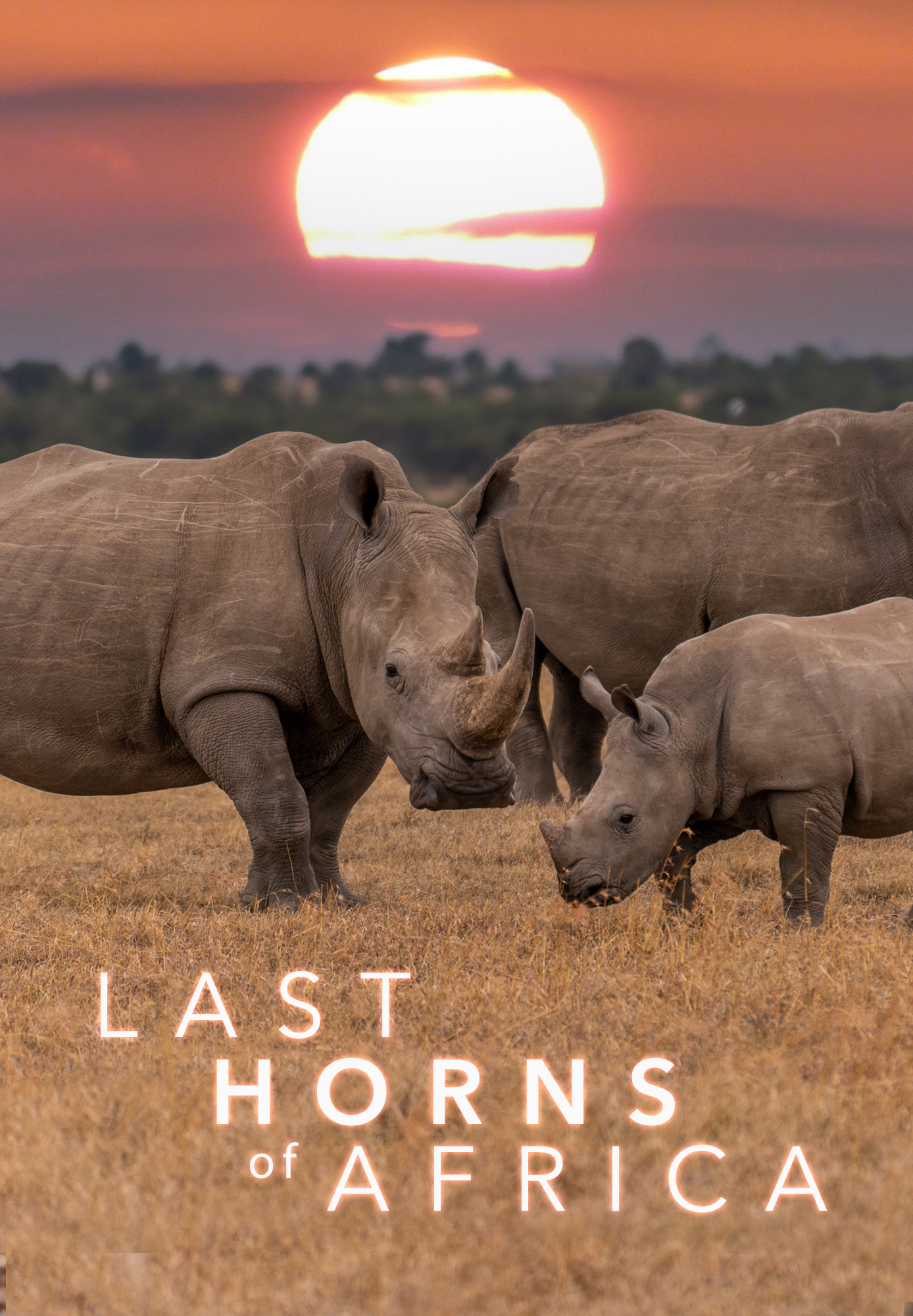 The Last Horns Of Africa