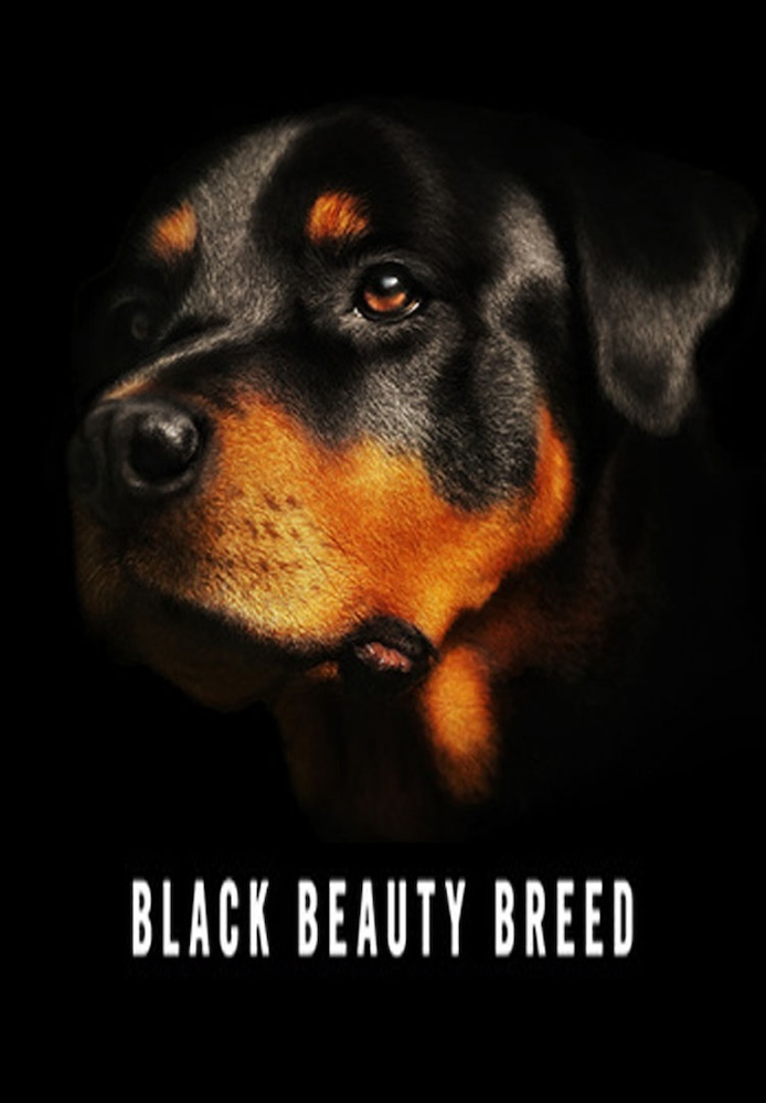 Black Beauty Breed