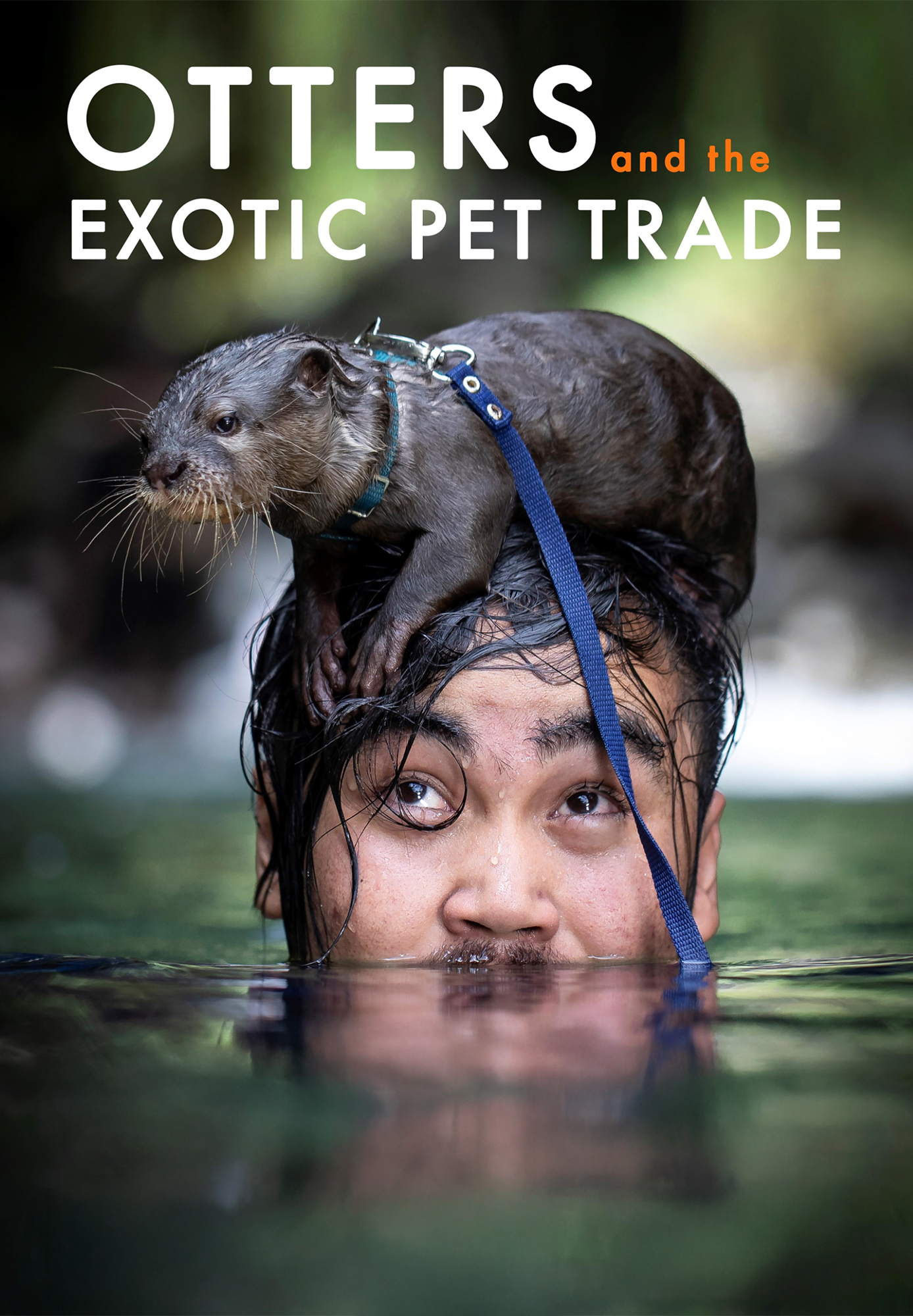 Otters And The Exotic Pet Trade