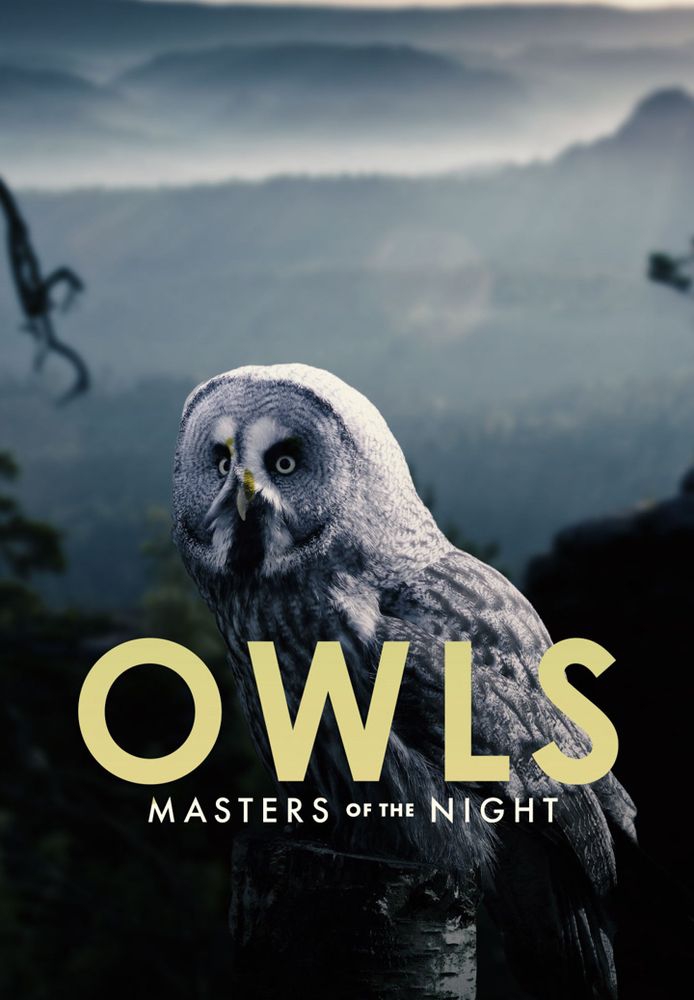 Owls: Masters of the Night