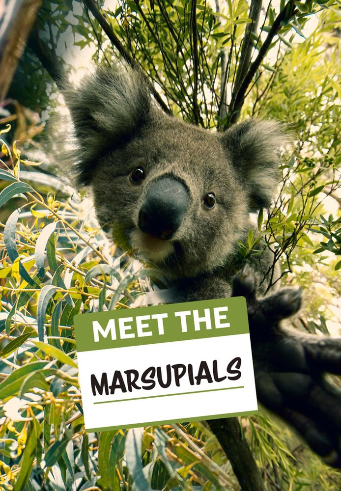 Meet The Marsupials