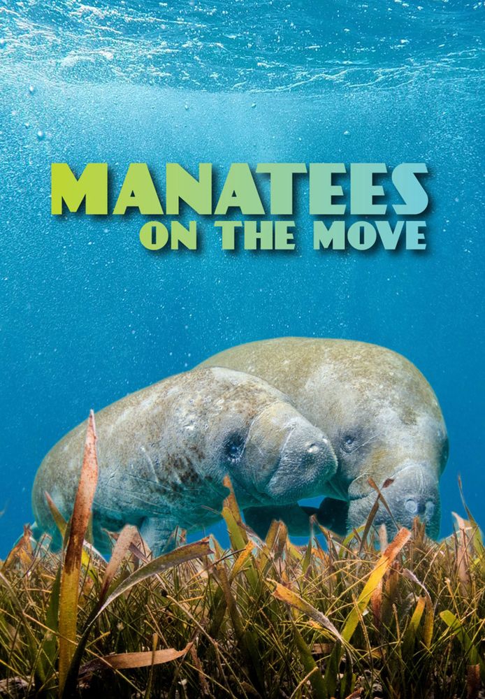 Manatees On The Move