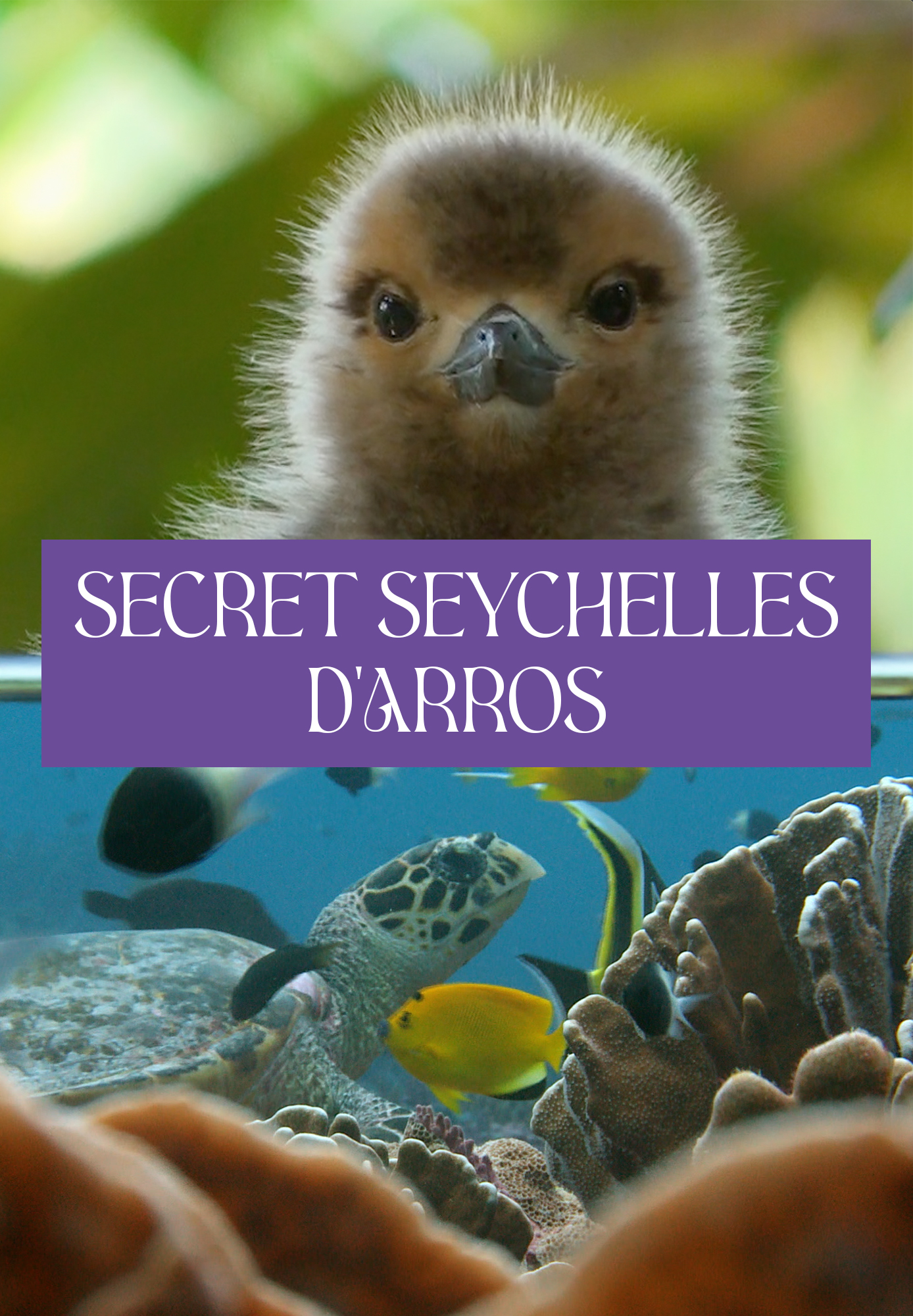 Secret Seychelles: D'Arros