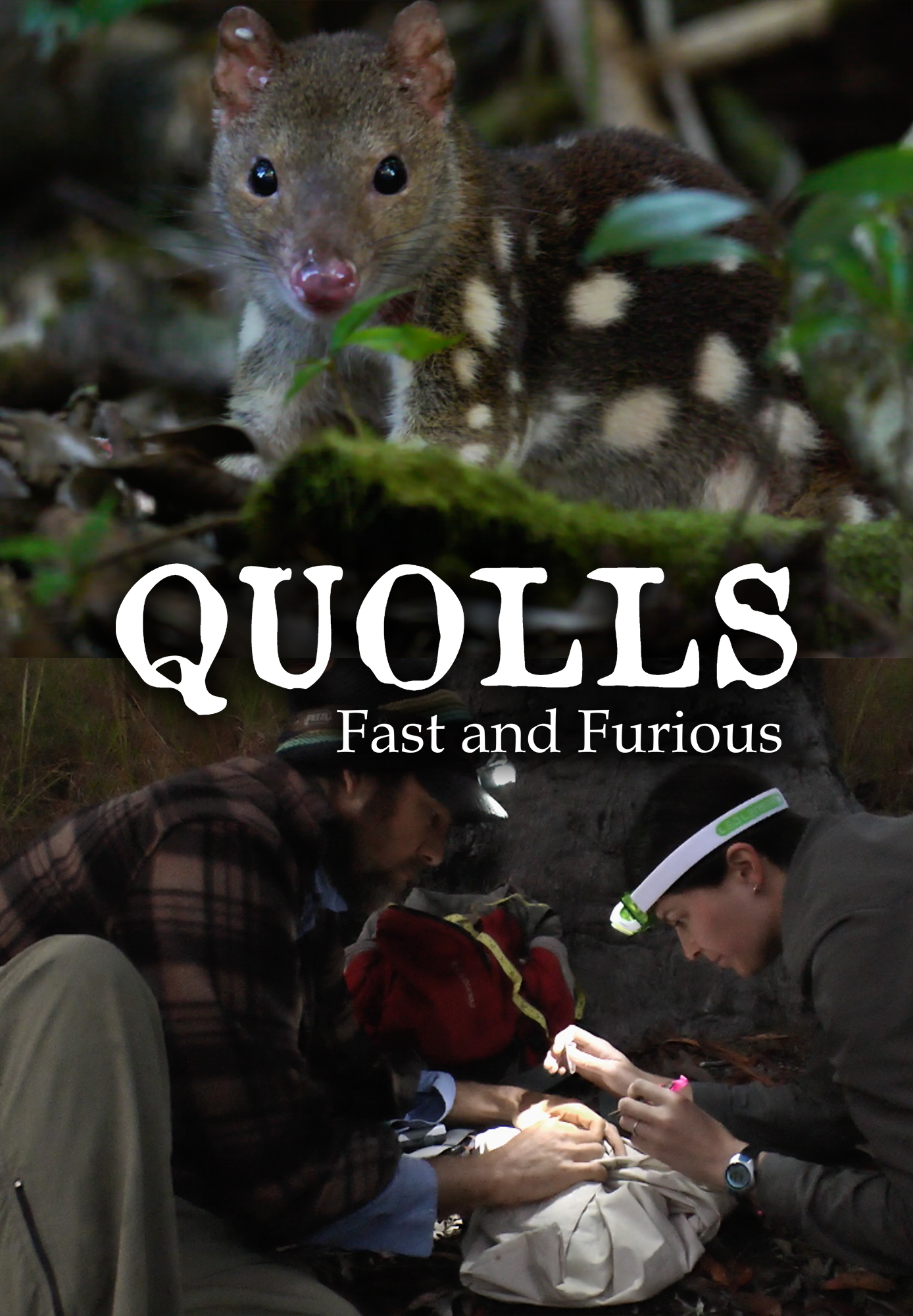 Quolls: Fast & Furious