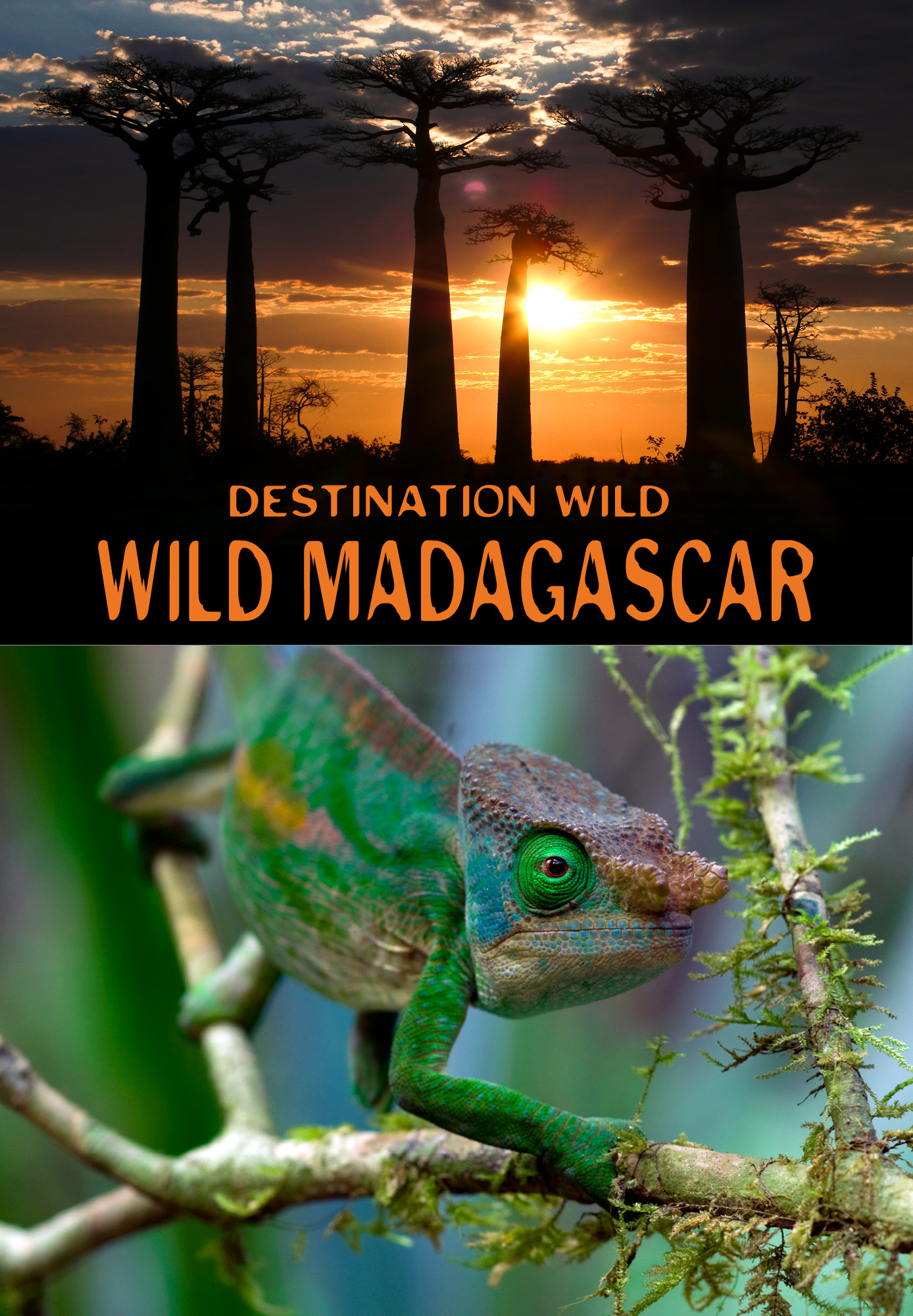 Destination Wild: Wild Madagascar