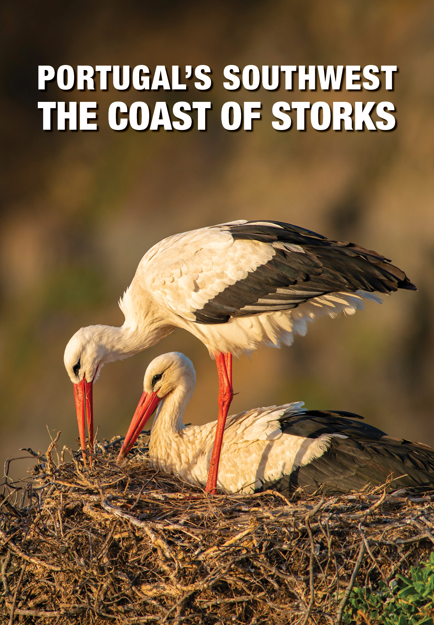 Portugal's Southwest: The Coast of the Storks