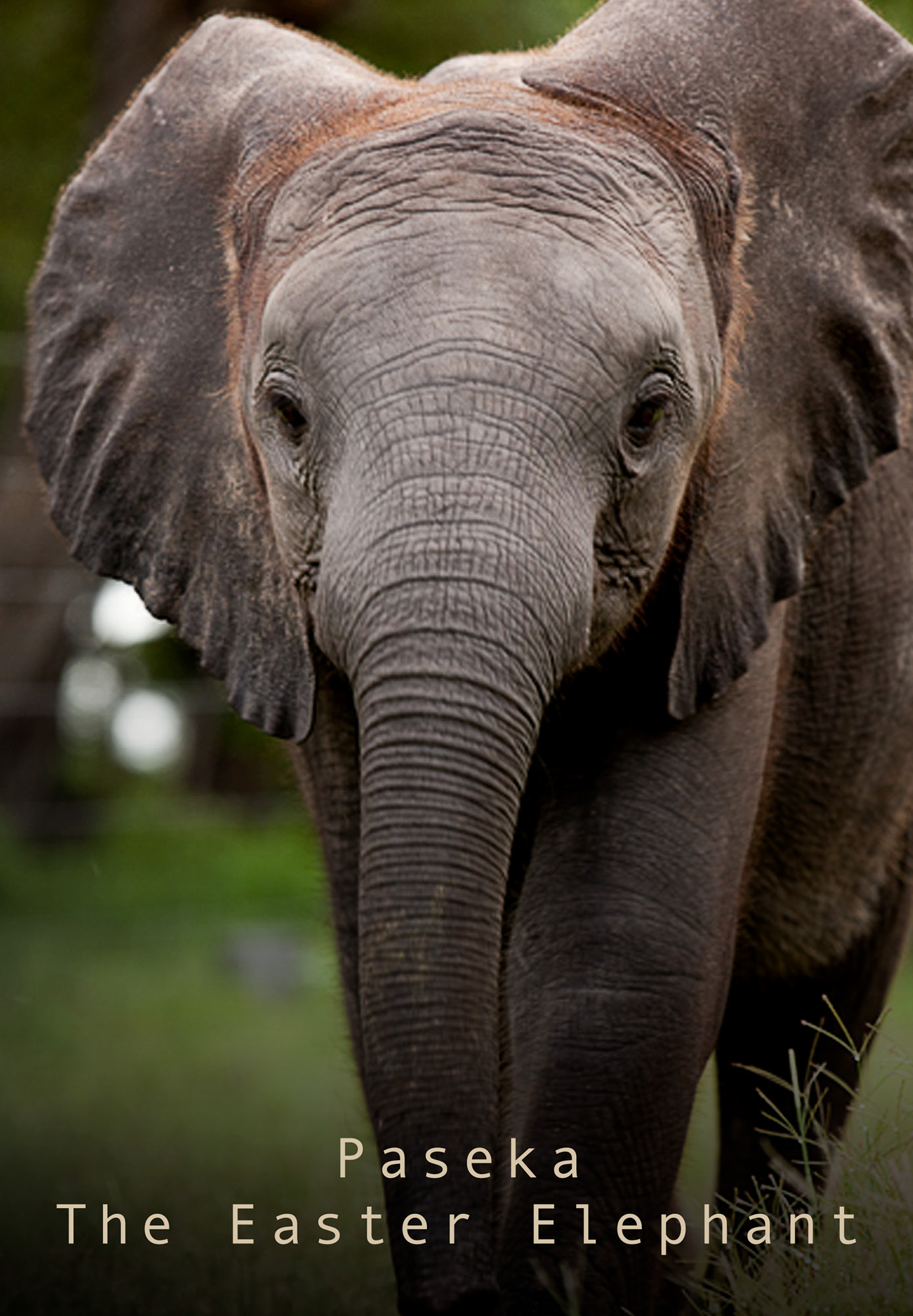 Paseka: The Easter Elephant